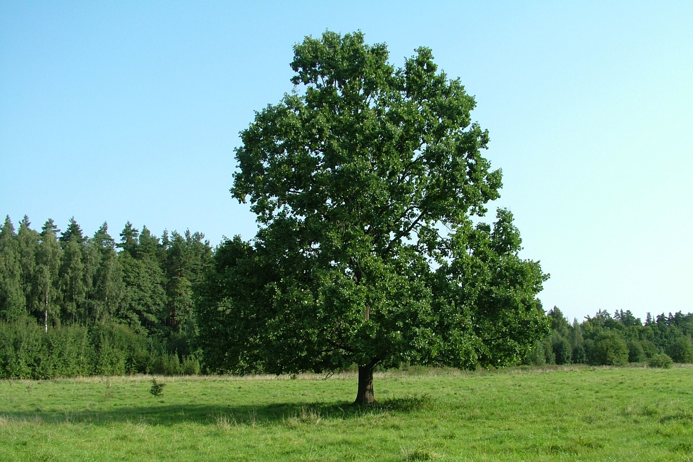 Asociatyvi nuotrauka. Medis