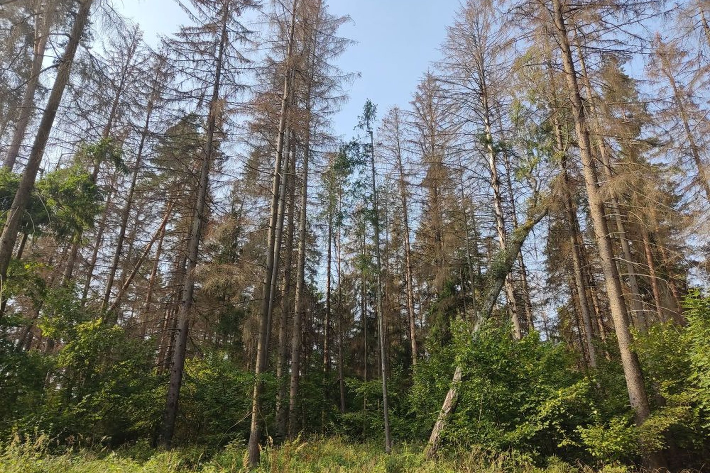 Miškas. Asociatyvi nuotrauka
