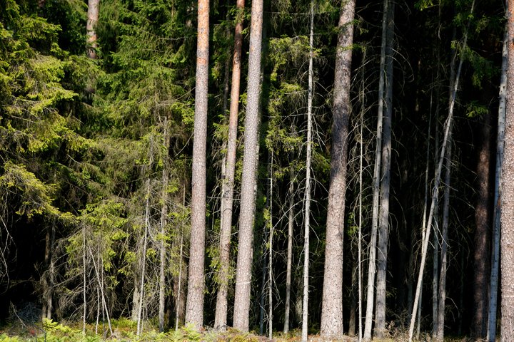 Miškas. Asociatyvi nuotrauka
