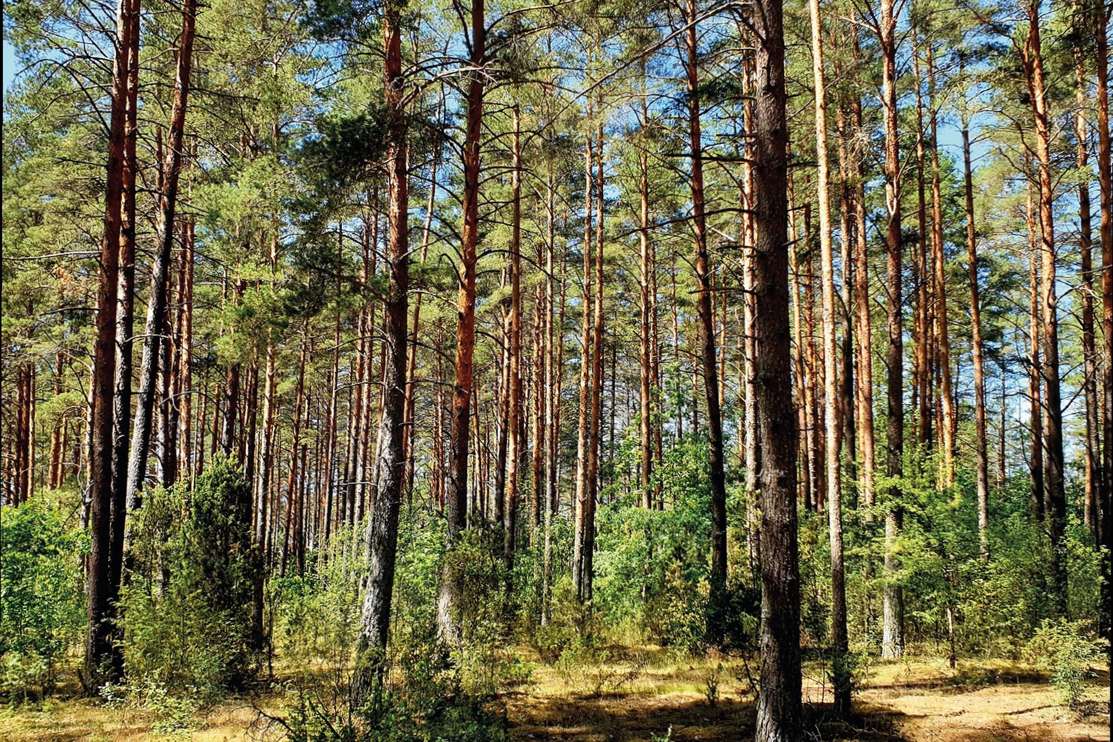 Iliustracija