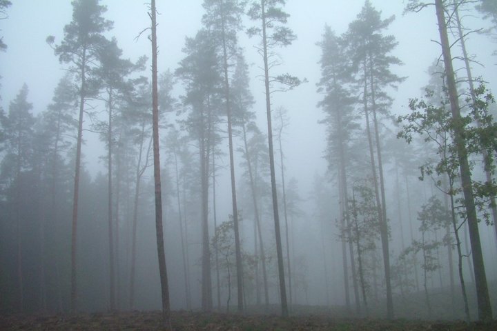 Miškas rūke. Asociatyvi nuotrauka