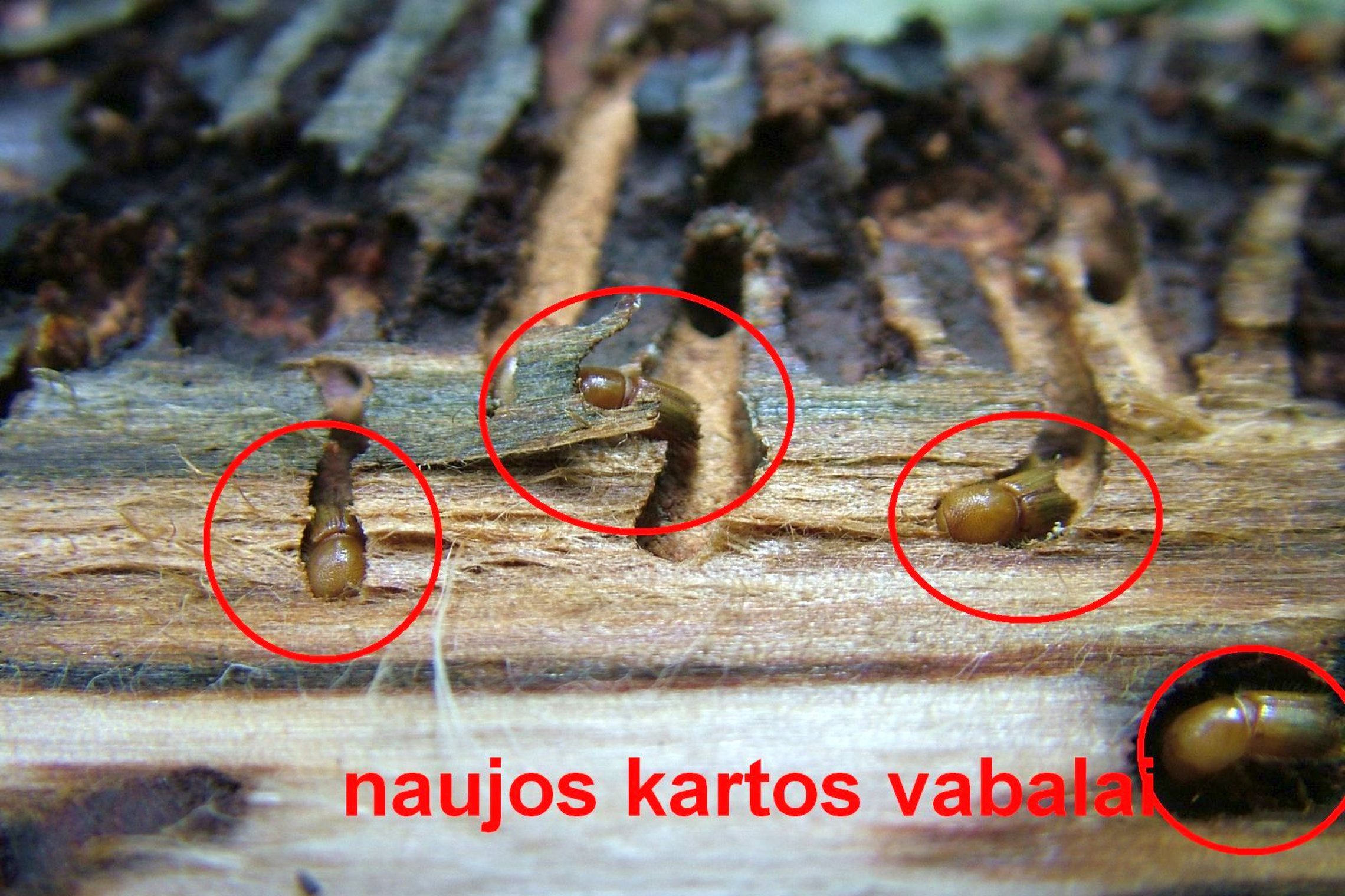 Iliustracija