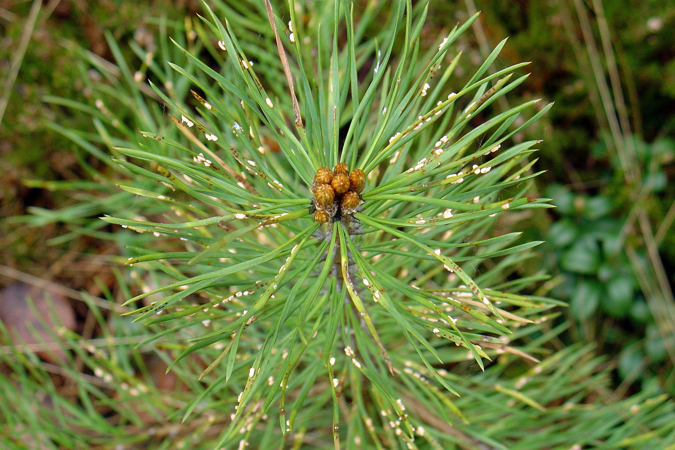Iliustracija