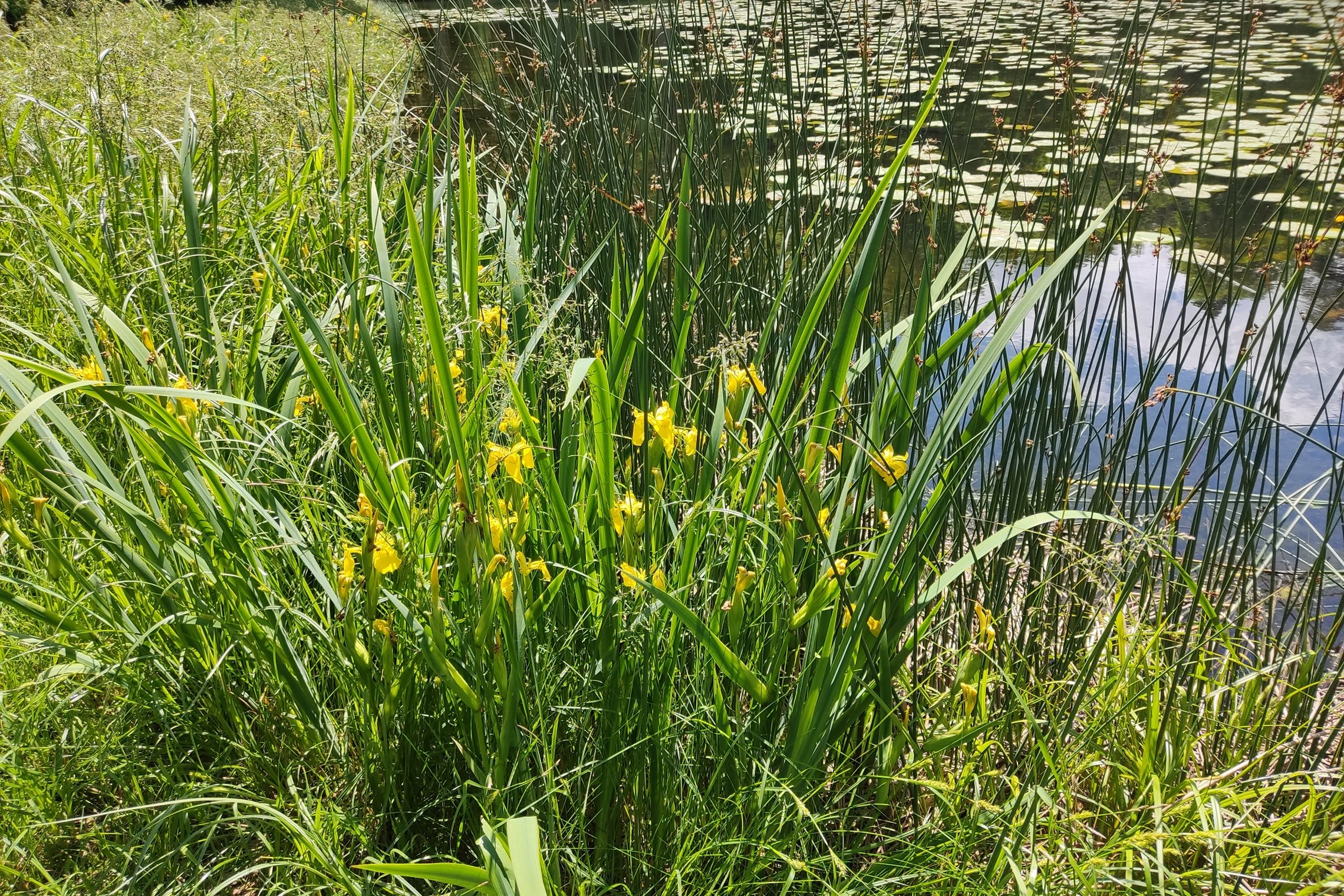 Iliustracija