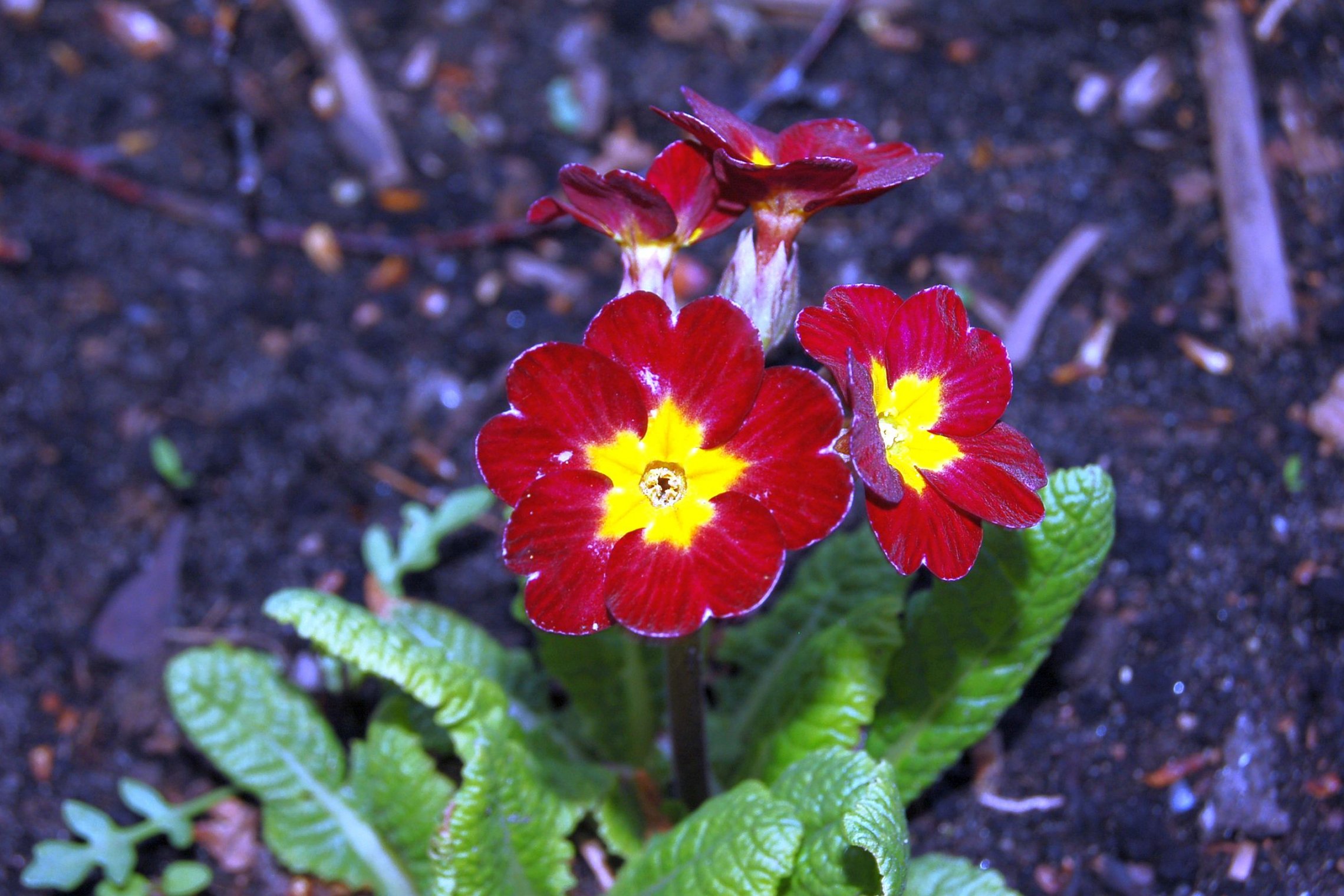 Iliustracija
