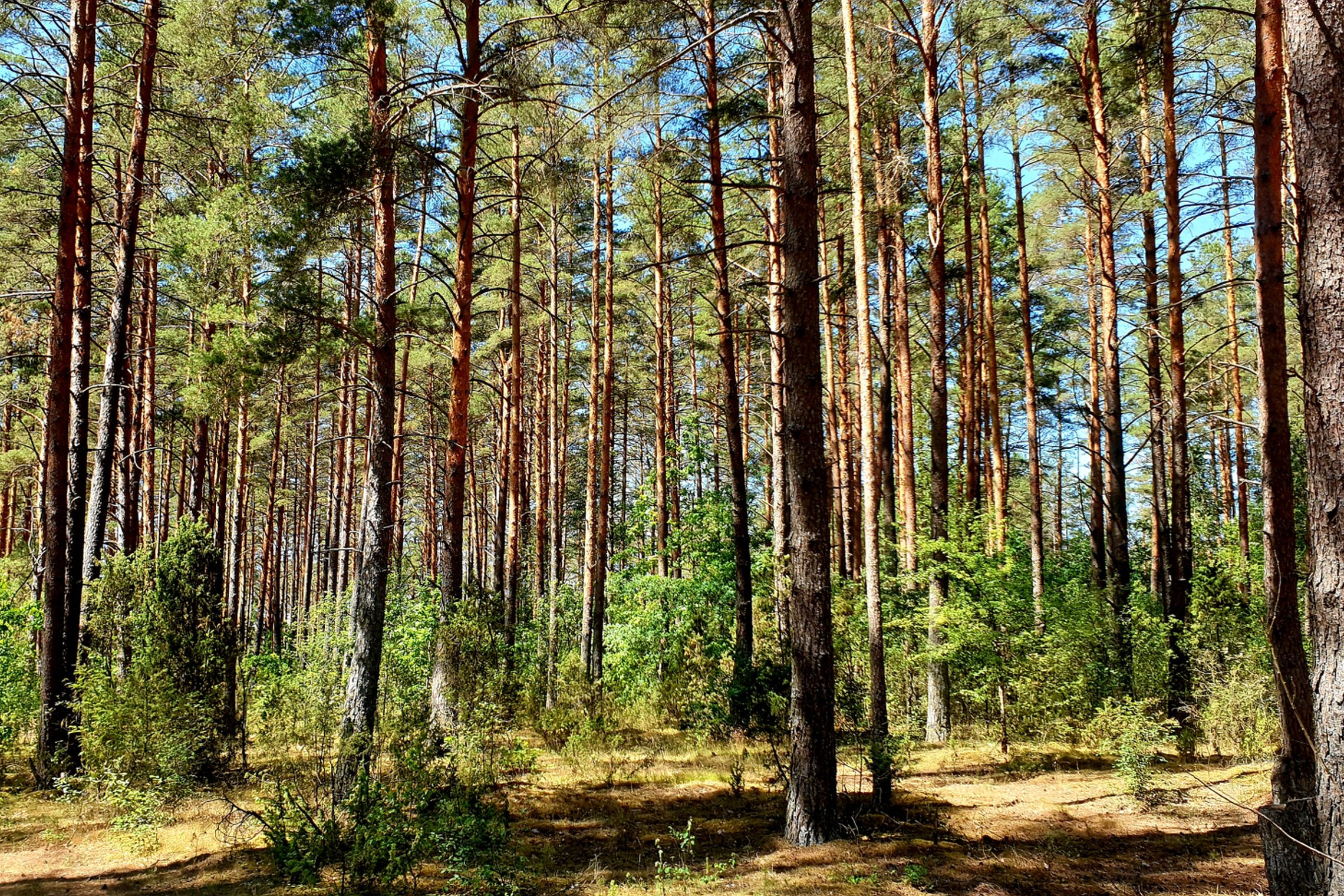 Miškas. Asociatyvi nuotrauka