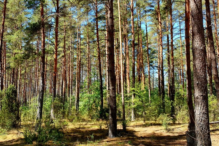 Miškas. Asociatyvi nuotrauka