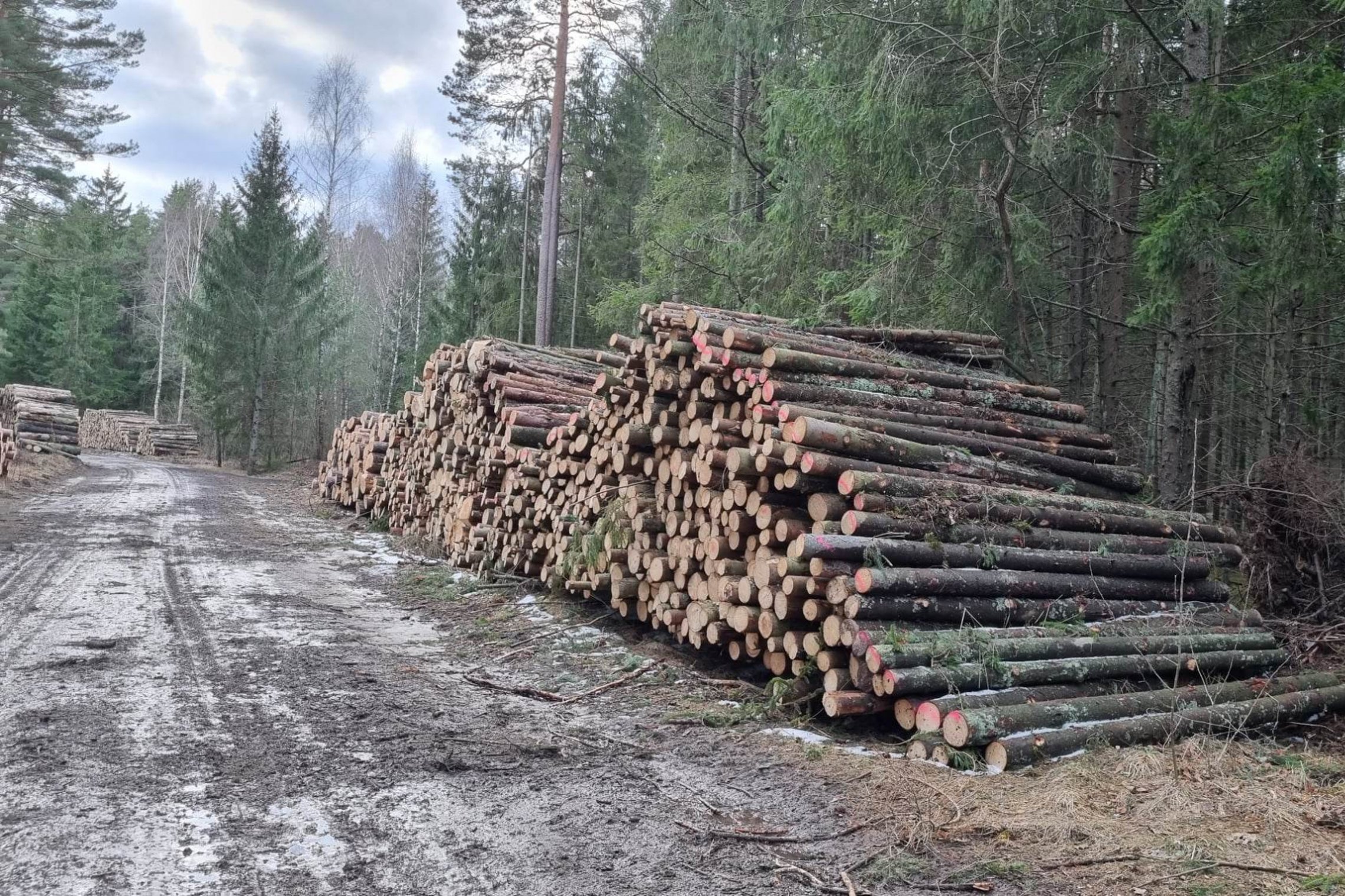 Rąstai. Asociatyvi nuotrauka