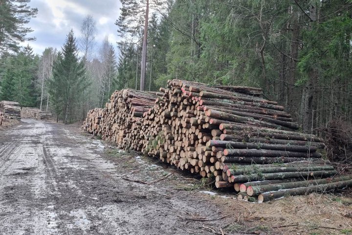 Rąstai. Asociatyvi nuotrauka