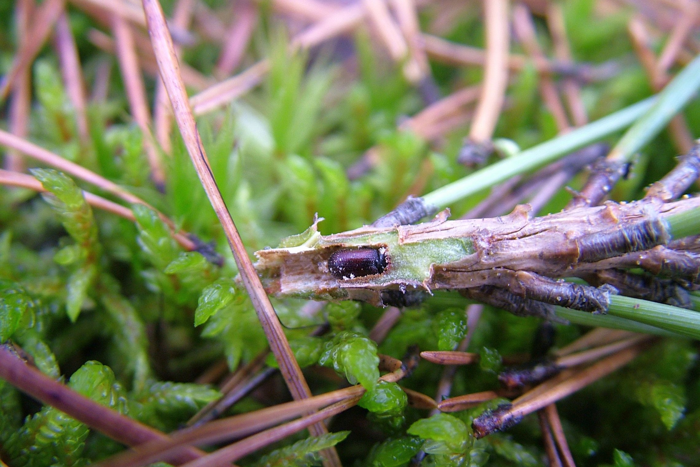 Iliustracija