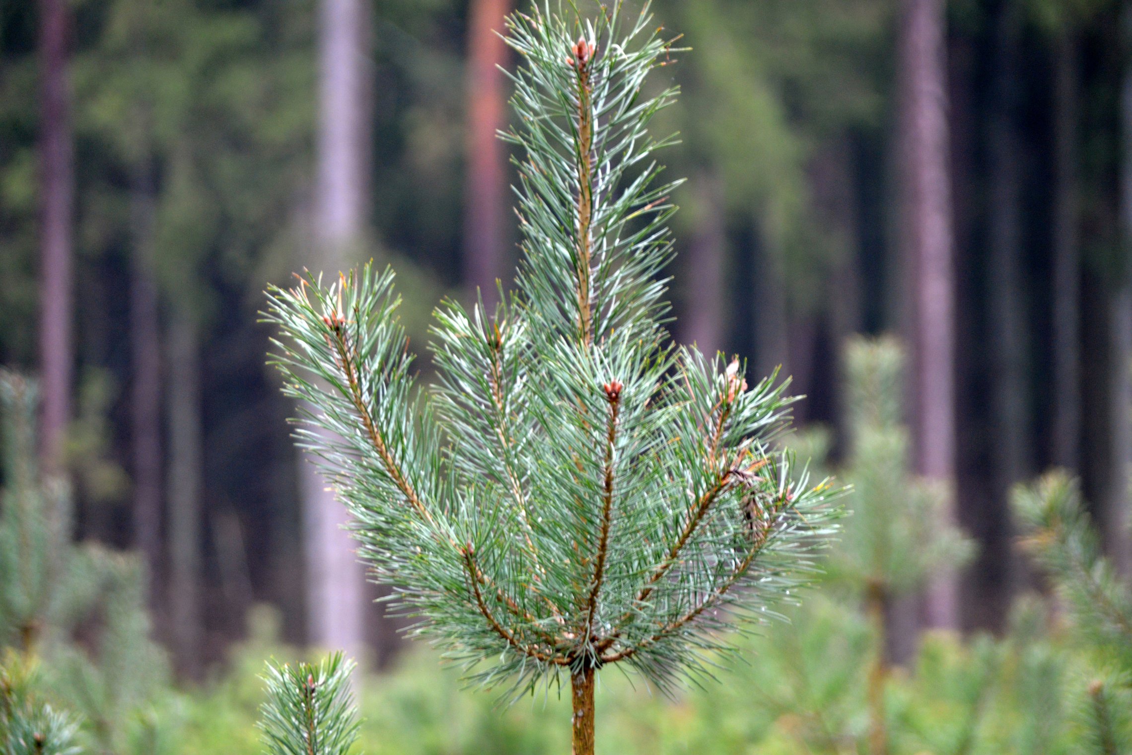 Iliustracija