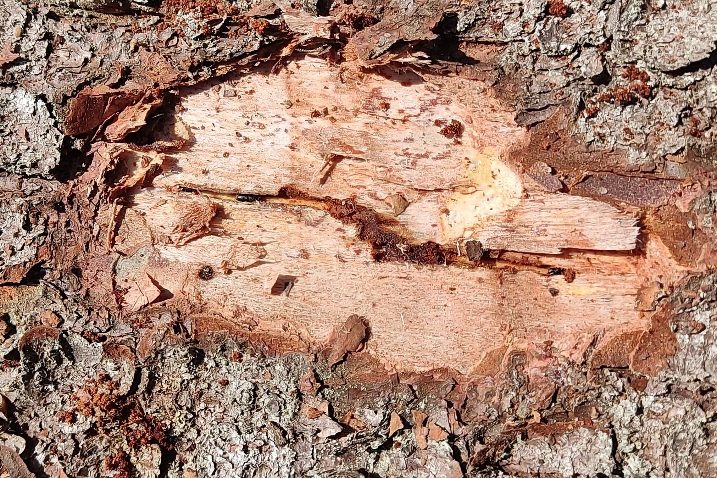 Iliustracija