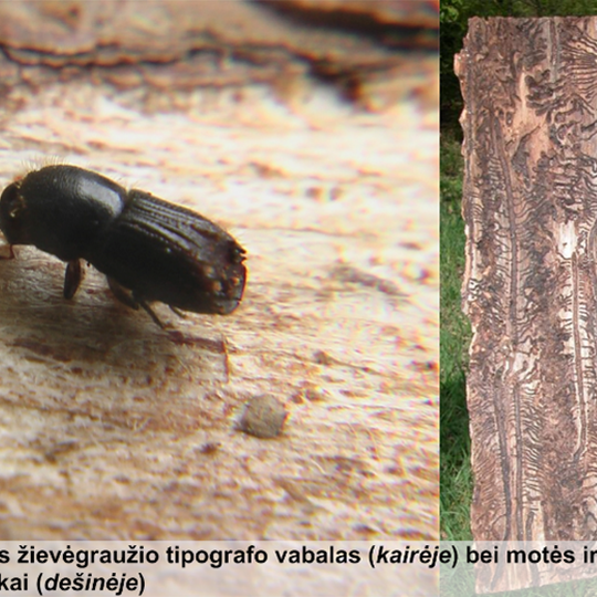 Iliustracija