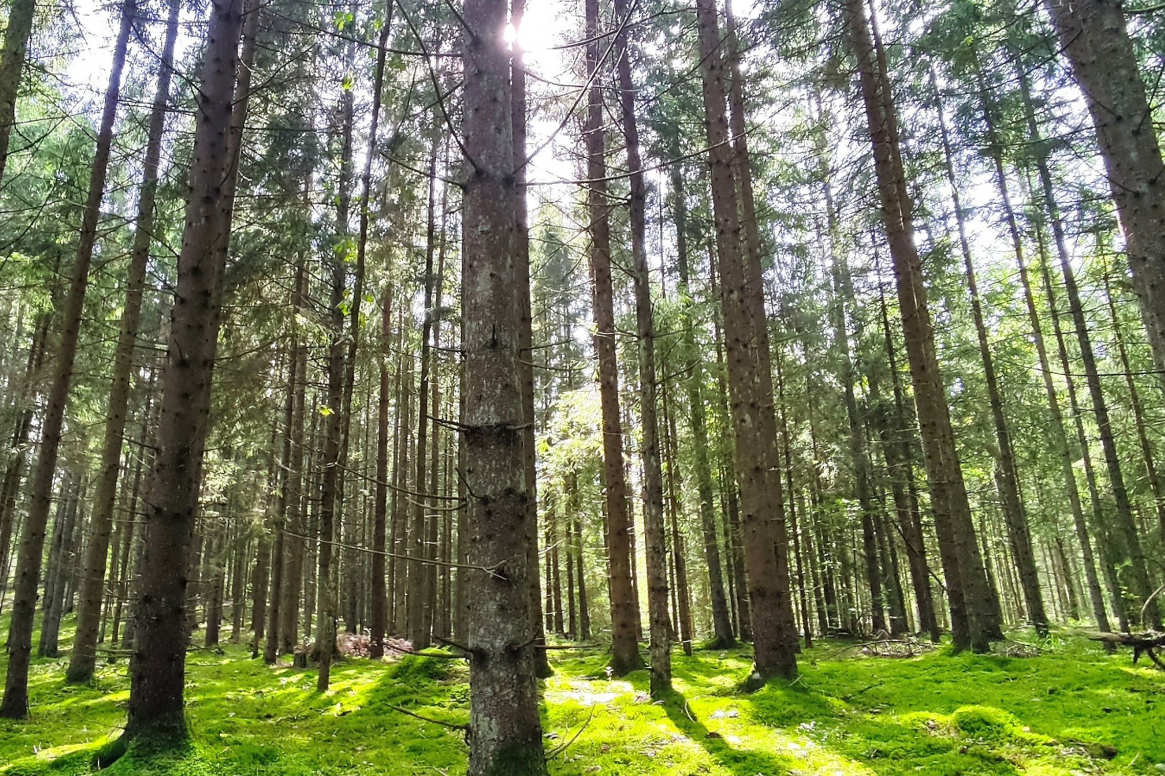 Miškas. Asociatyvi nuotrauka