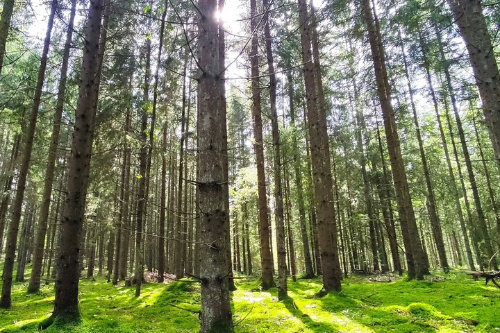 Miškas. Asociatyvi nuotrauka