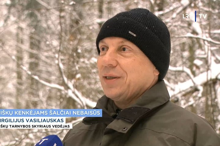 Nuotraukoje VMT Miško sanitarinės apsaugos skyriaus vedėjas Virgilijus Vasiliauskas