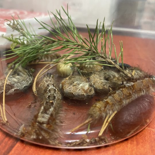 Indelyje esantys vabalai