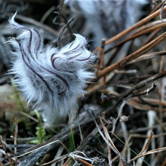 Iliustracija
