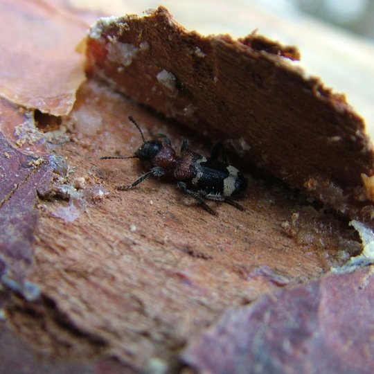 Iliustracija