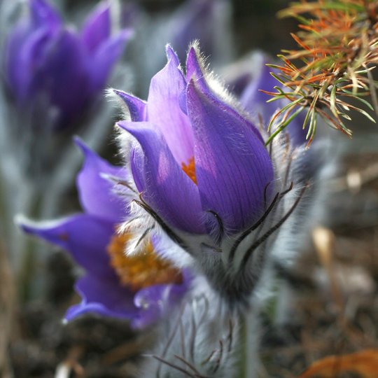 Iliustracija