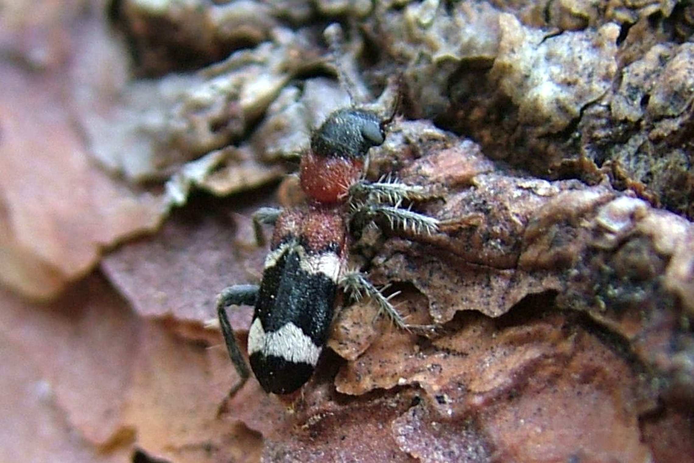 Iliustracija