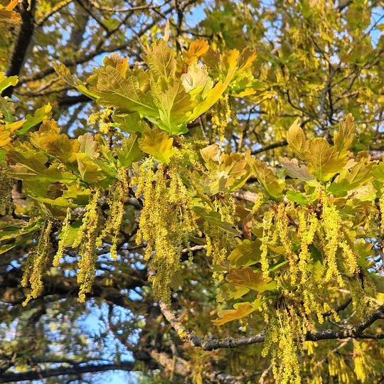 Iliustracija