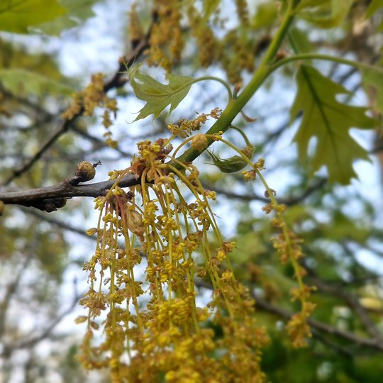 Iliustracija