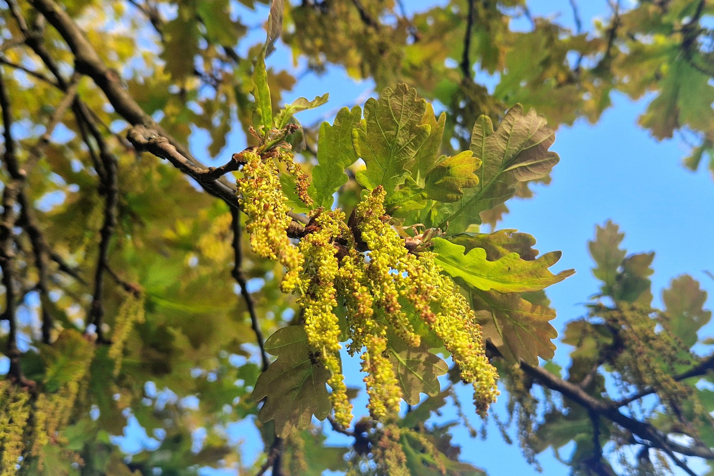 Iliustracija