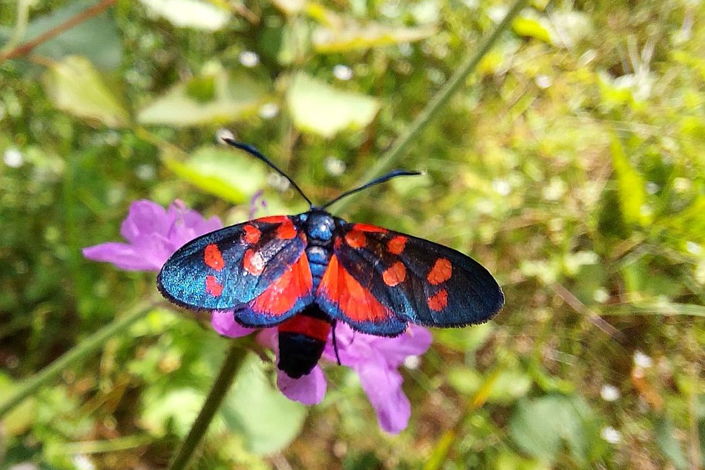 Iliustracija