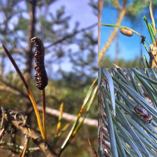 Iliustracija
