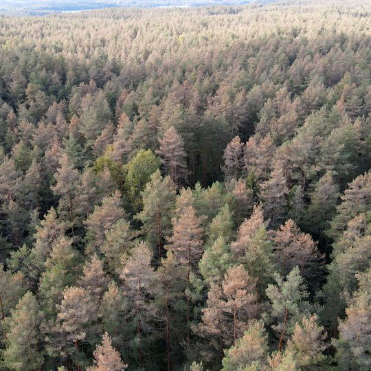 Iliustracija