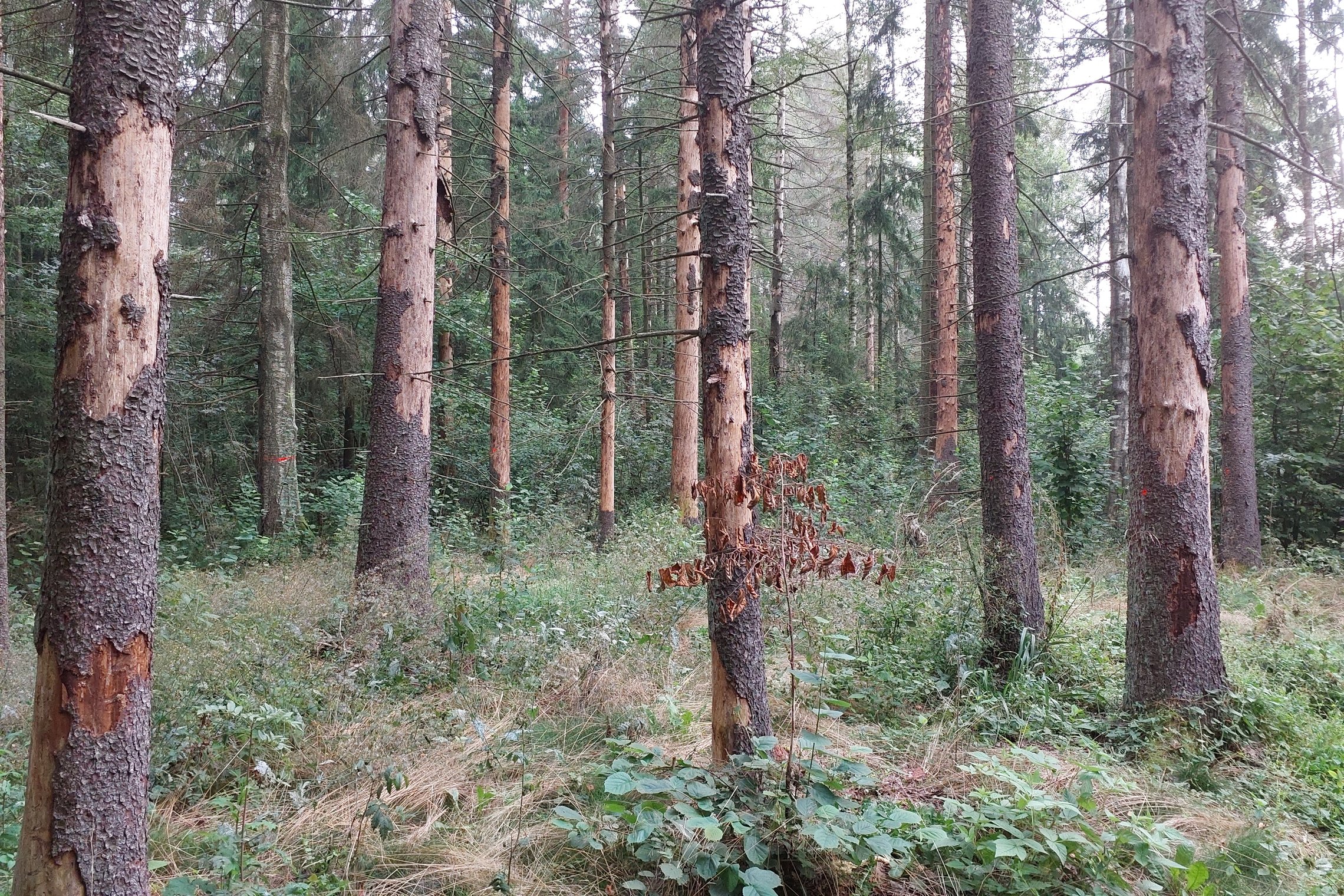 Iliustracija
