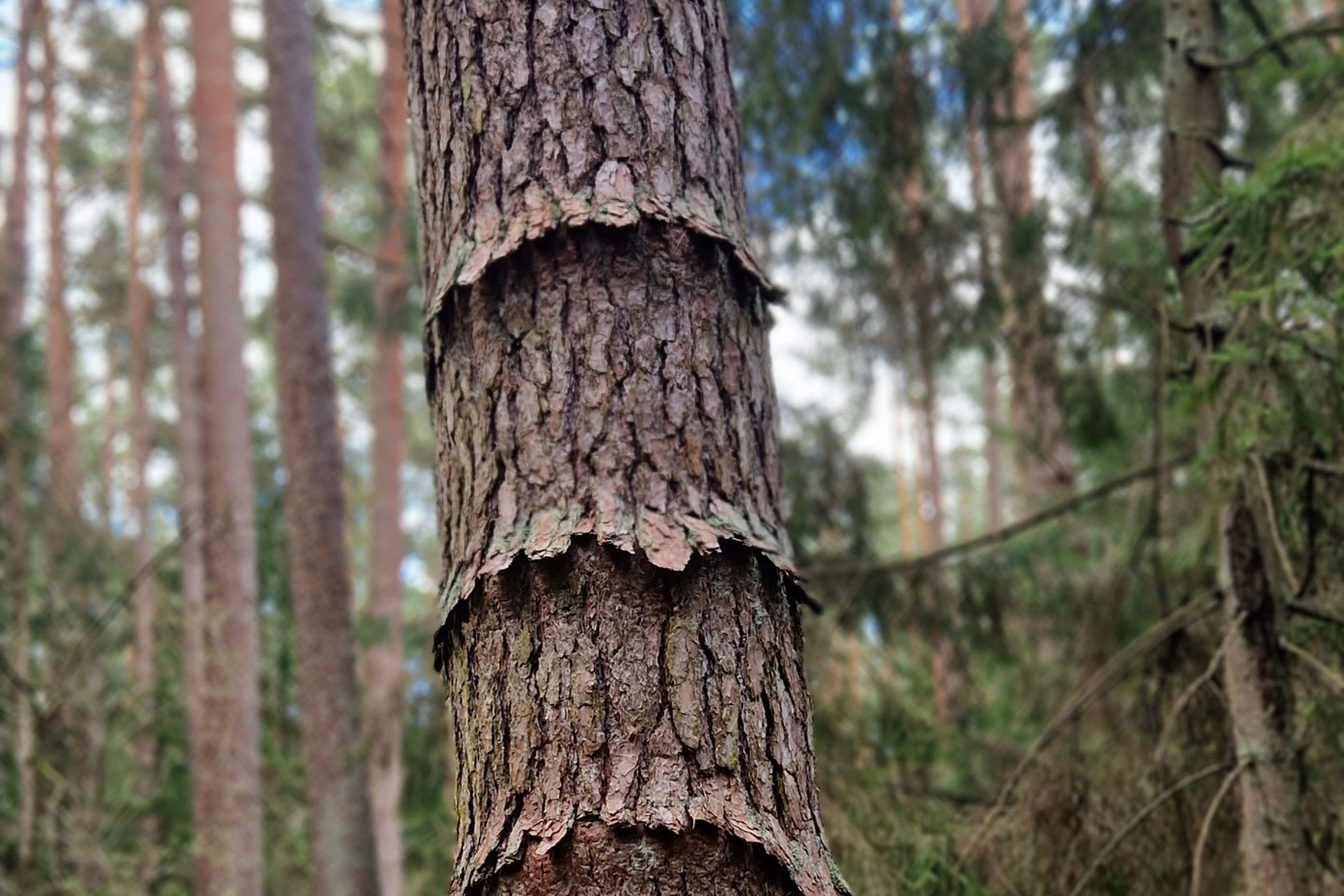 Iliustracija