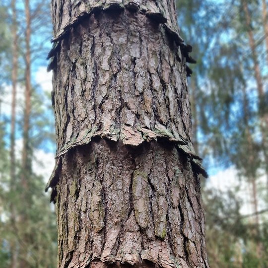 Iliustracija