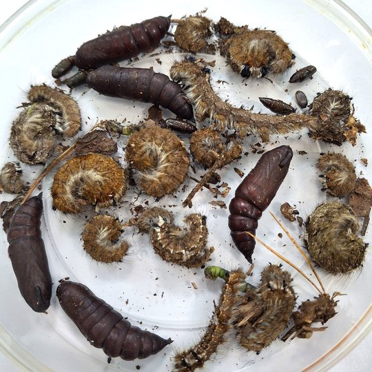 Iliustracija
