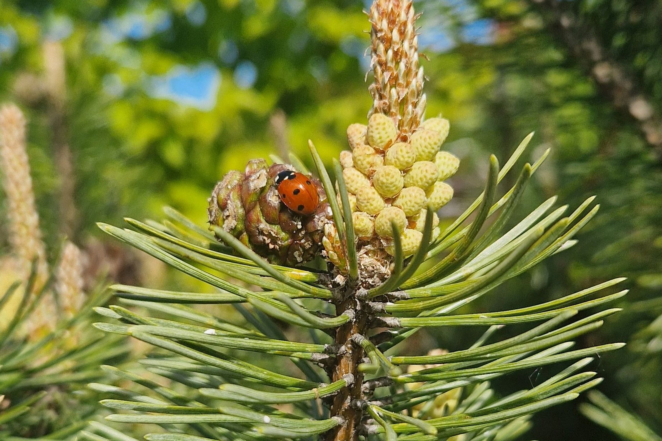 Iliustracija