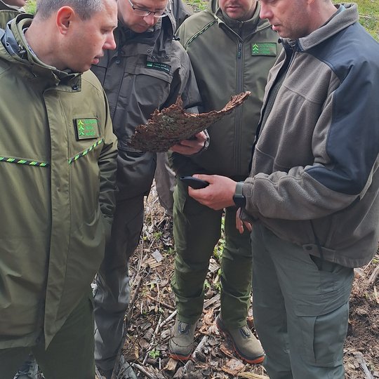 Posėdžio dalyviai nagrinėją žievėgraužio tipografo pažeistą žievę