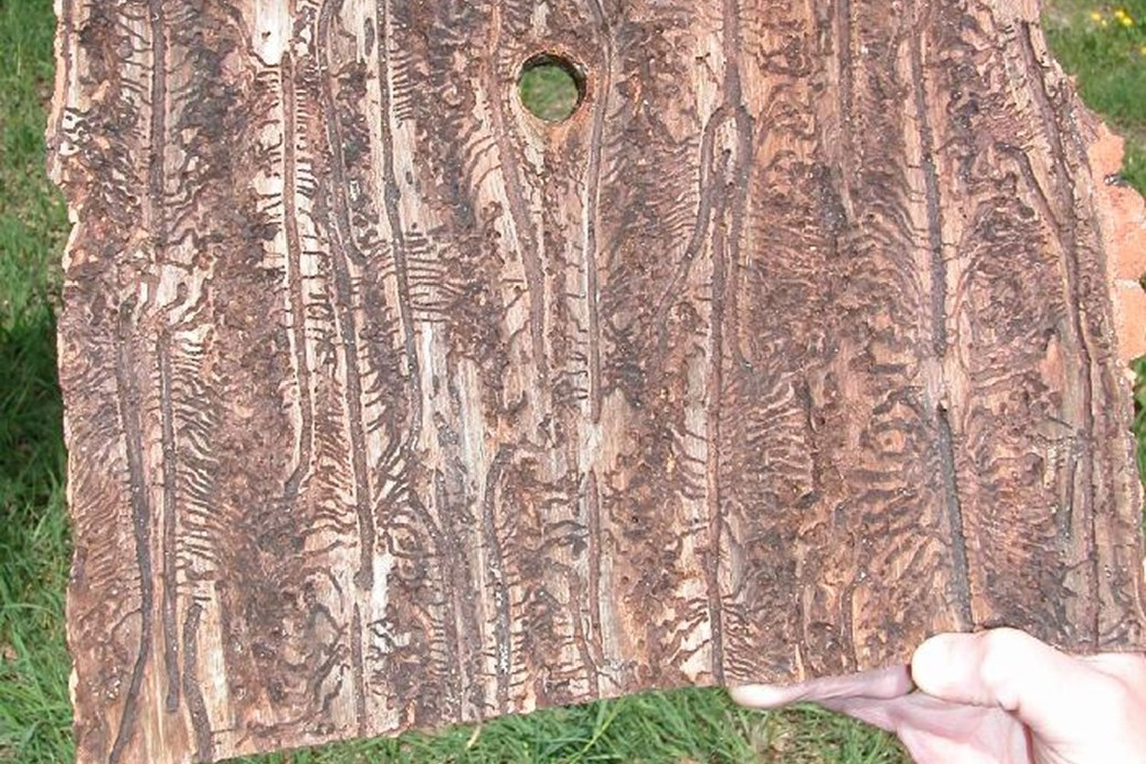 Iliustracija