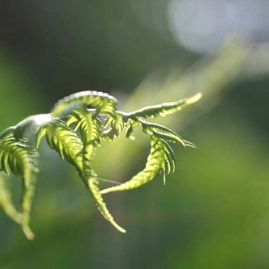 Papartis