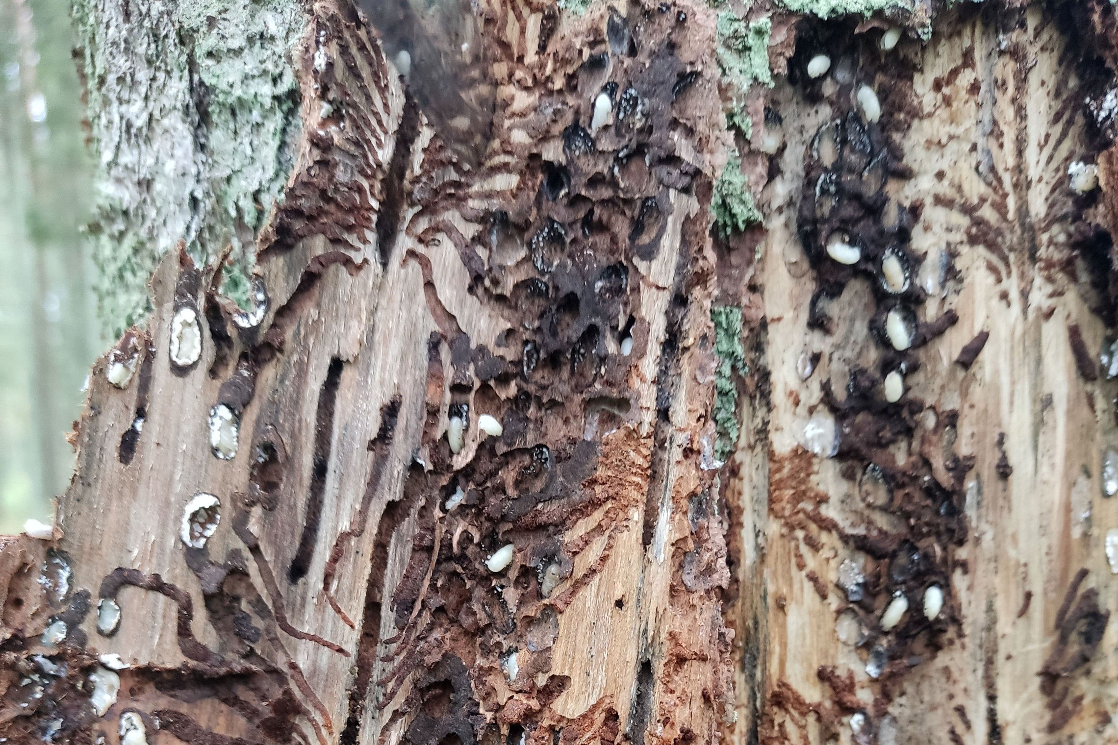 Iliustracija