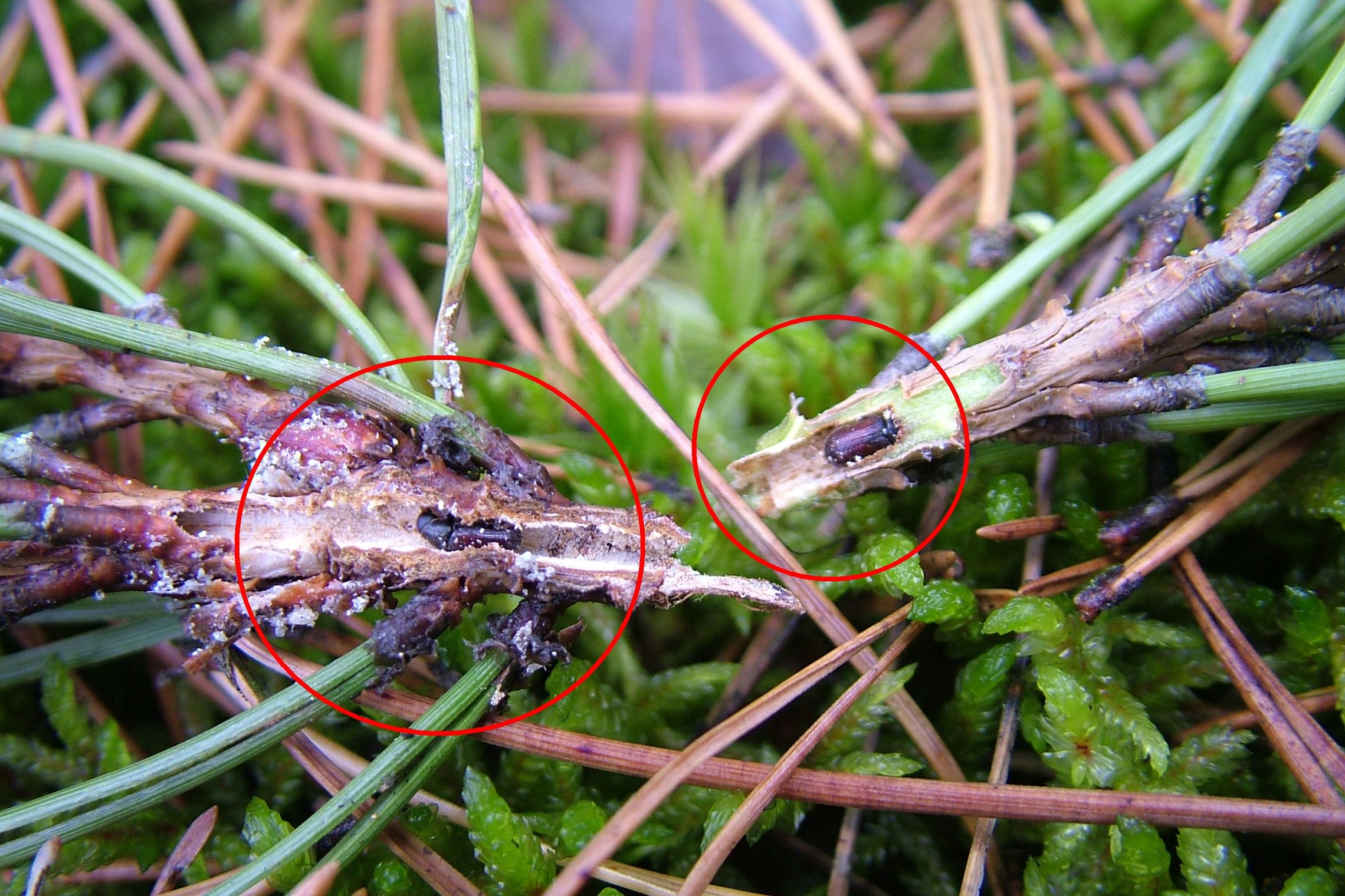 Iliustracija