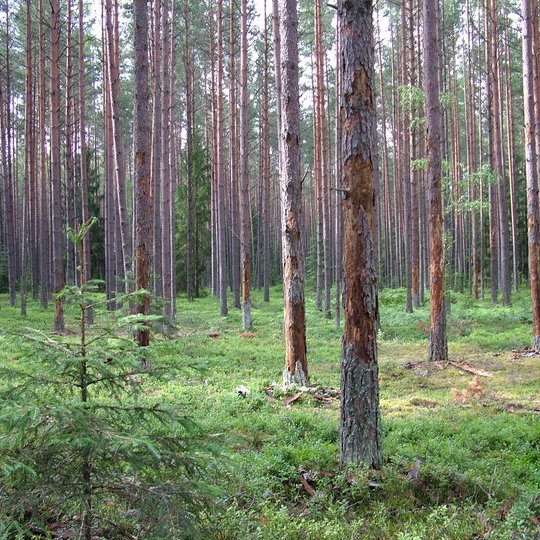 Iliustracija