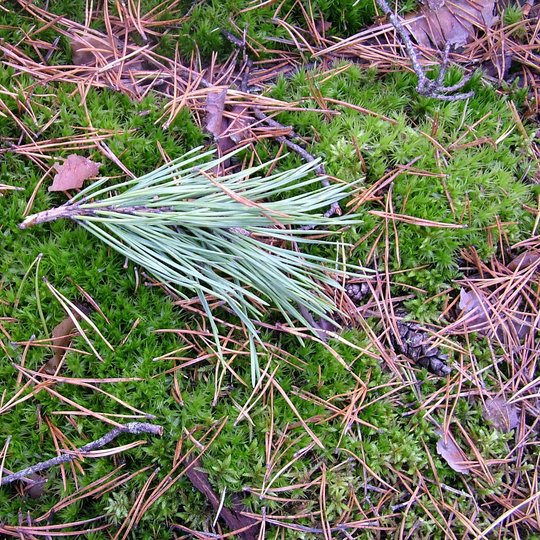 Iliustracija