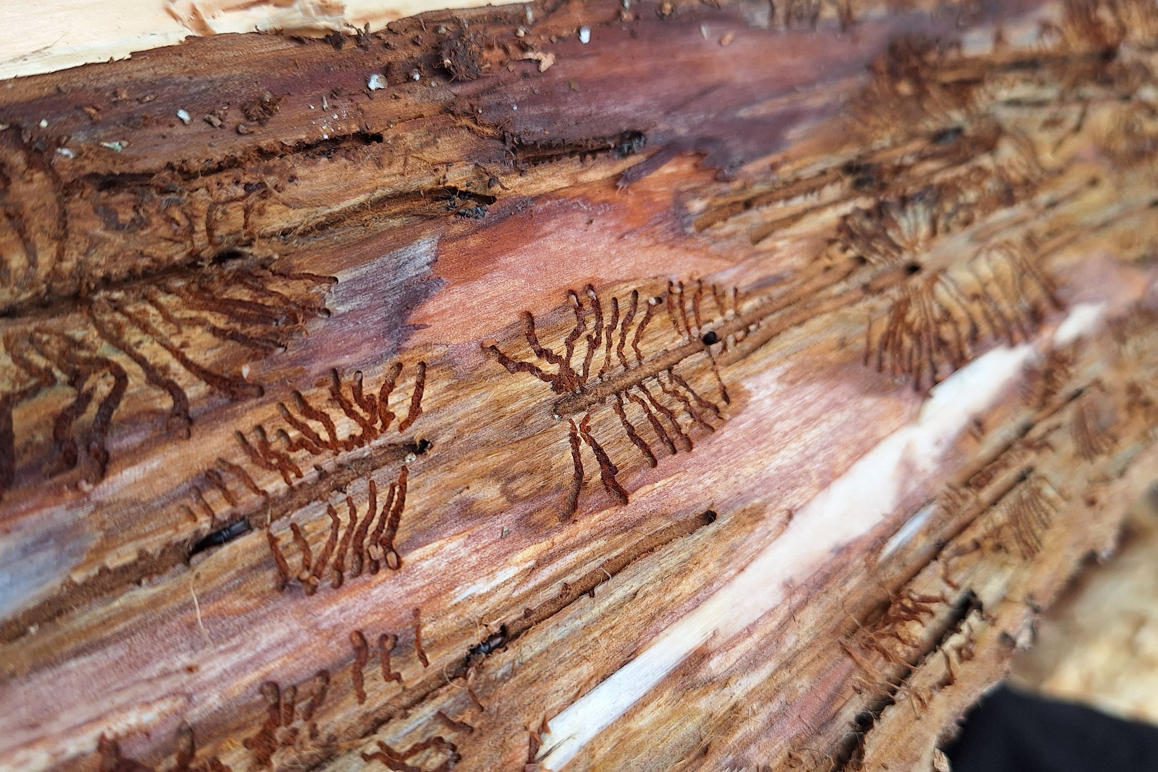 Iliustracija