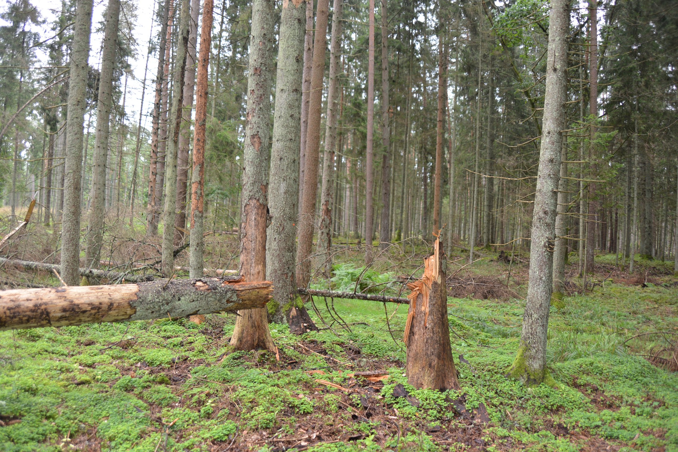 Iliustracija