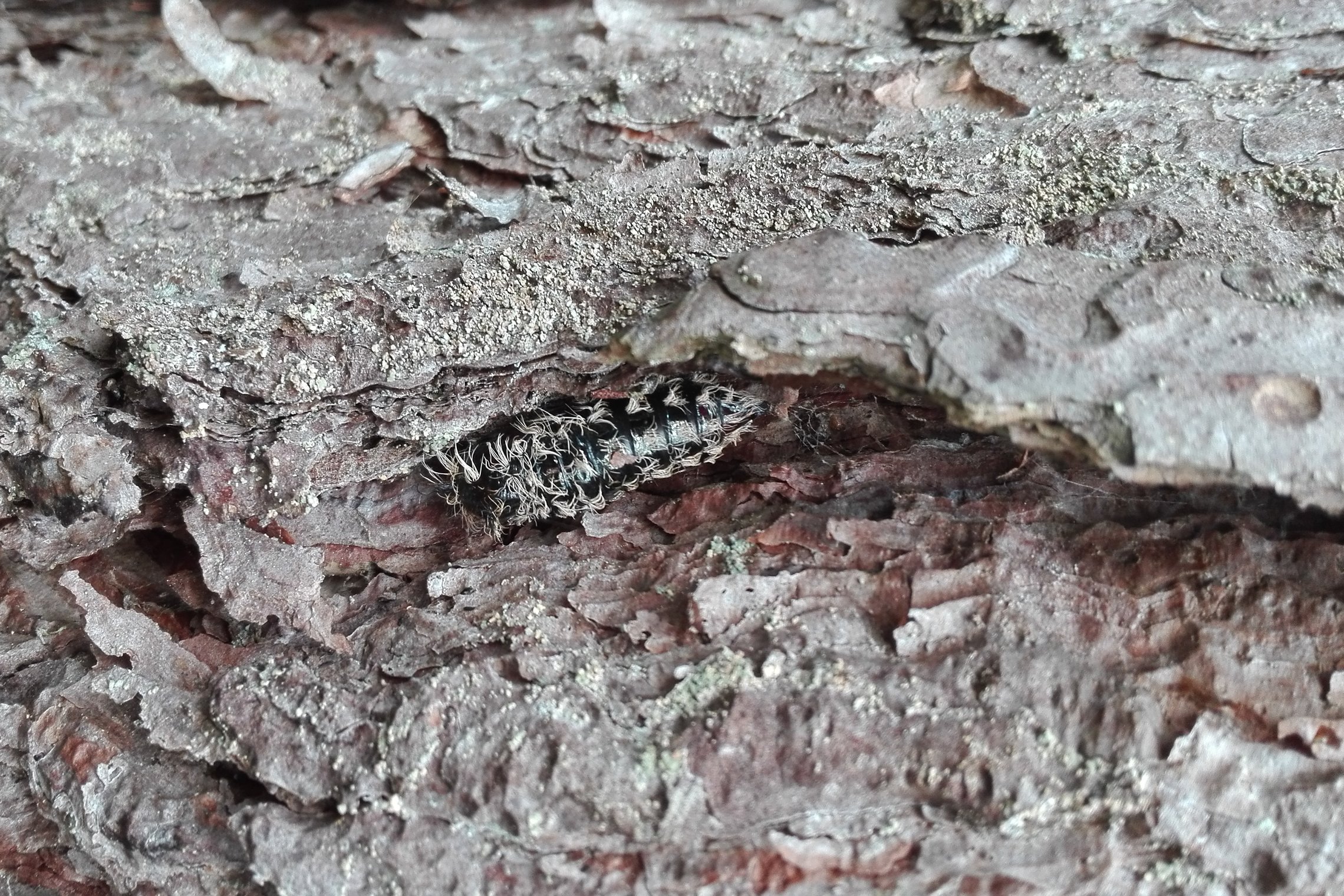 Iliustracija