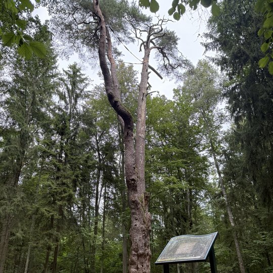 Rumšiškių pušis