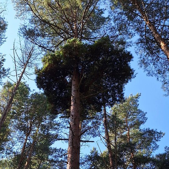 Iliustracija