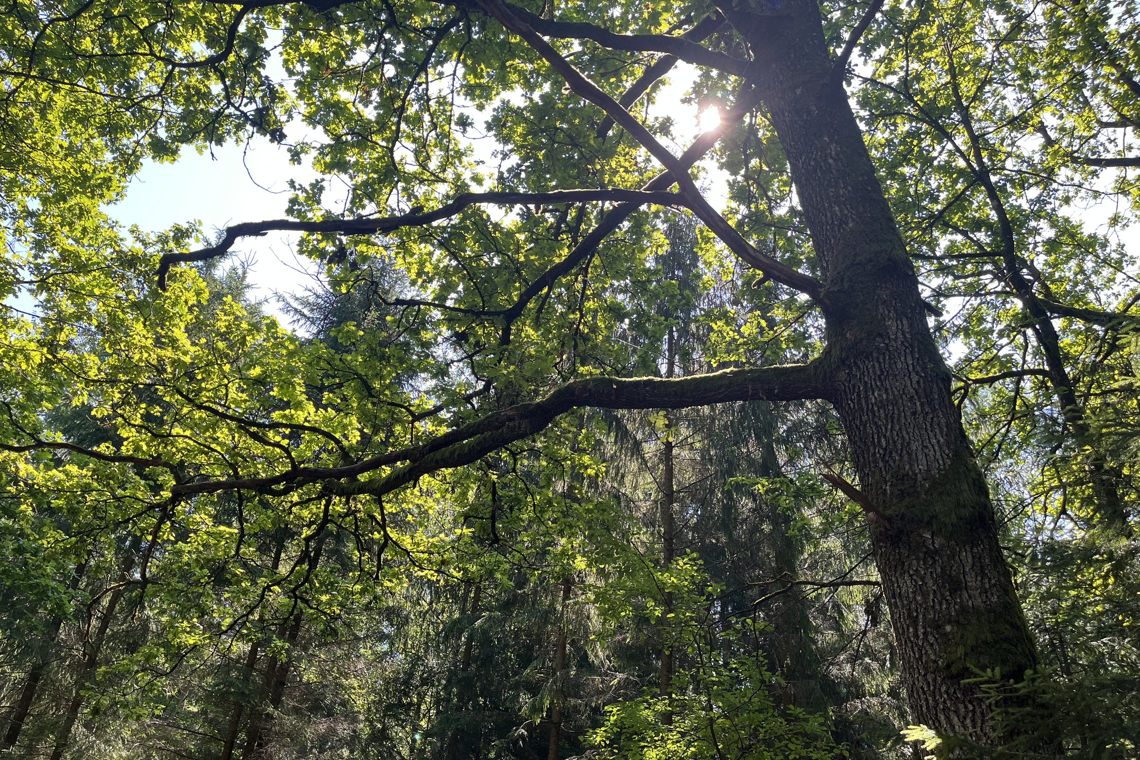 Iliustracija