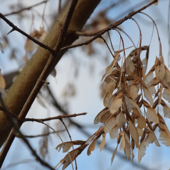 Iliustracija